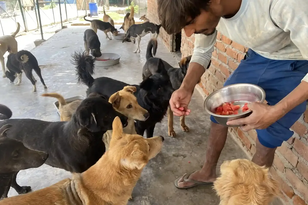 A volunteer feeding a pack of hungry street dogs