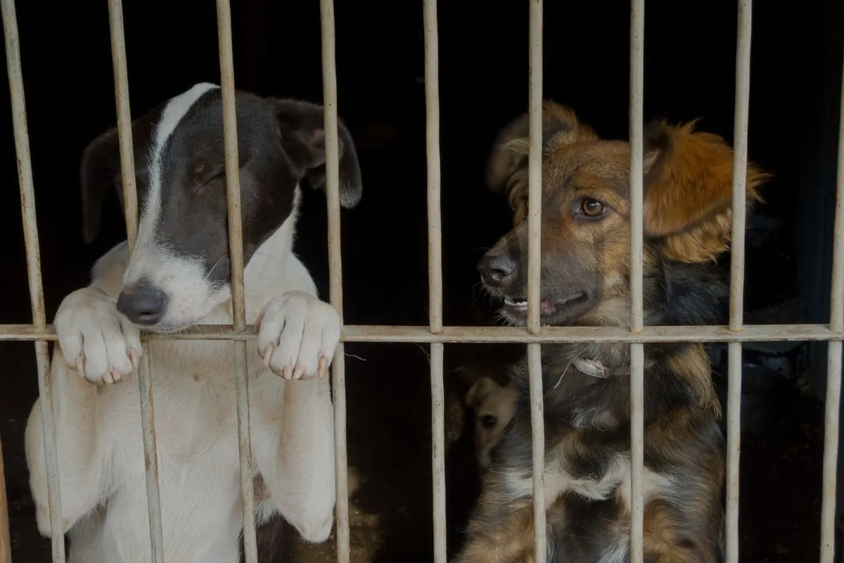 Rescued dogs safe in the shelter, waiting for their meal
