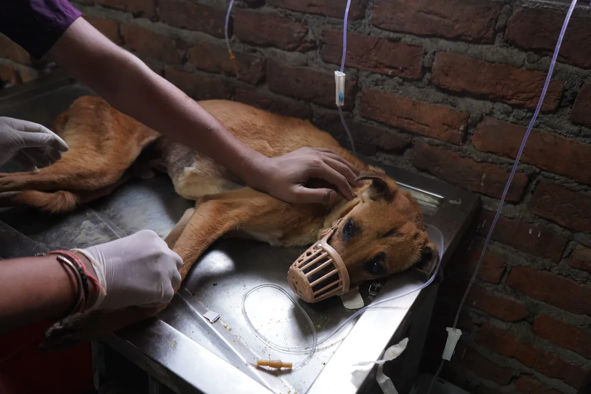 An injured street dog being treated by the rescue team