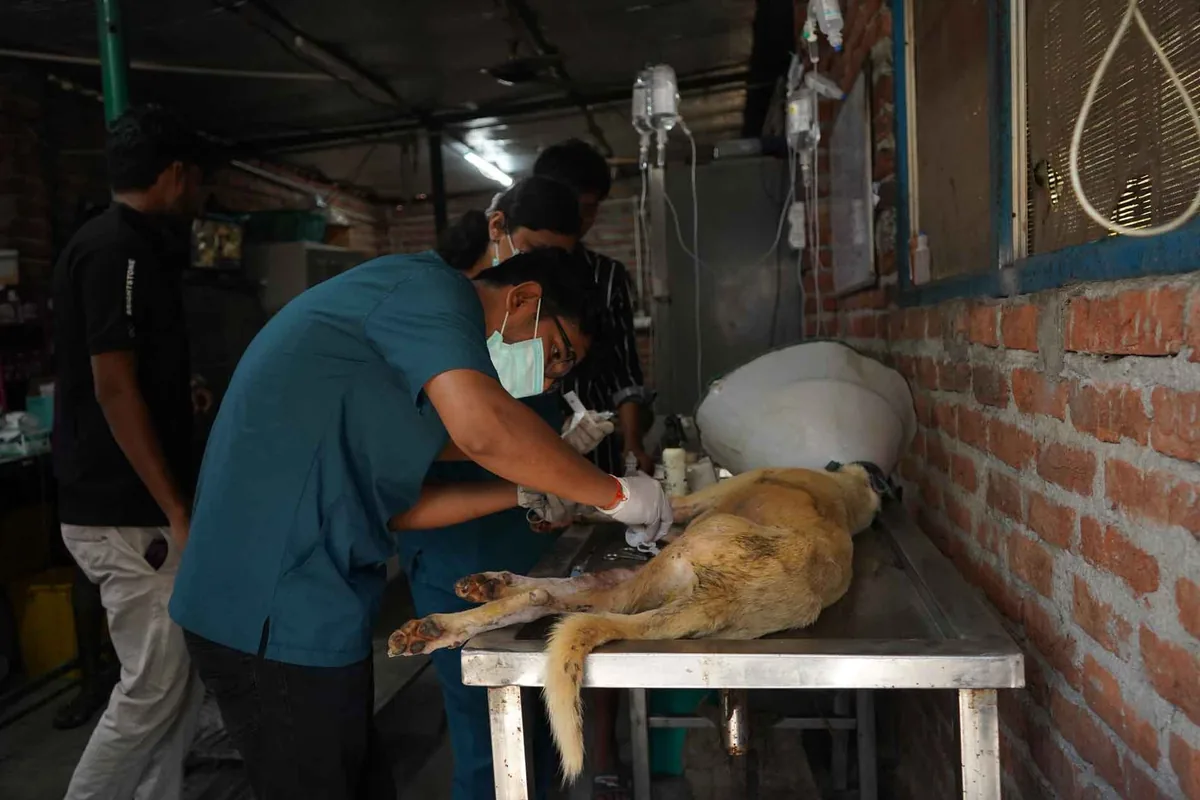 A sick street dog receiving emergency treatment and an IV drip