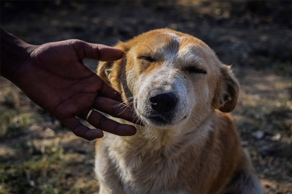 A rescued street dog being comforted