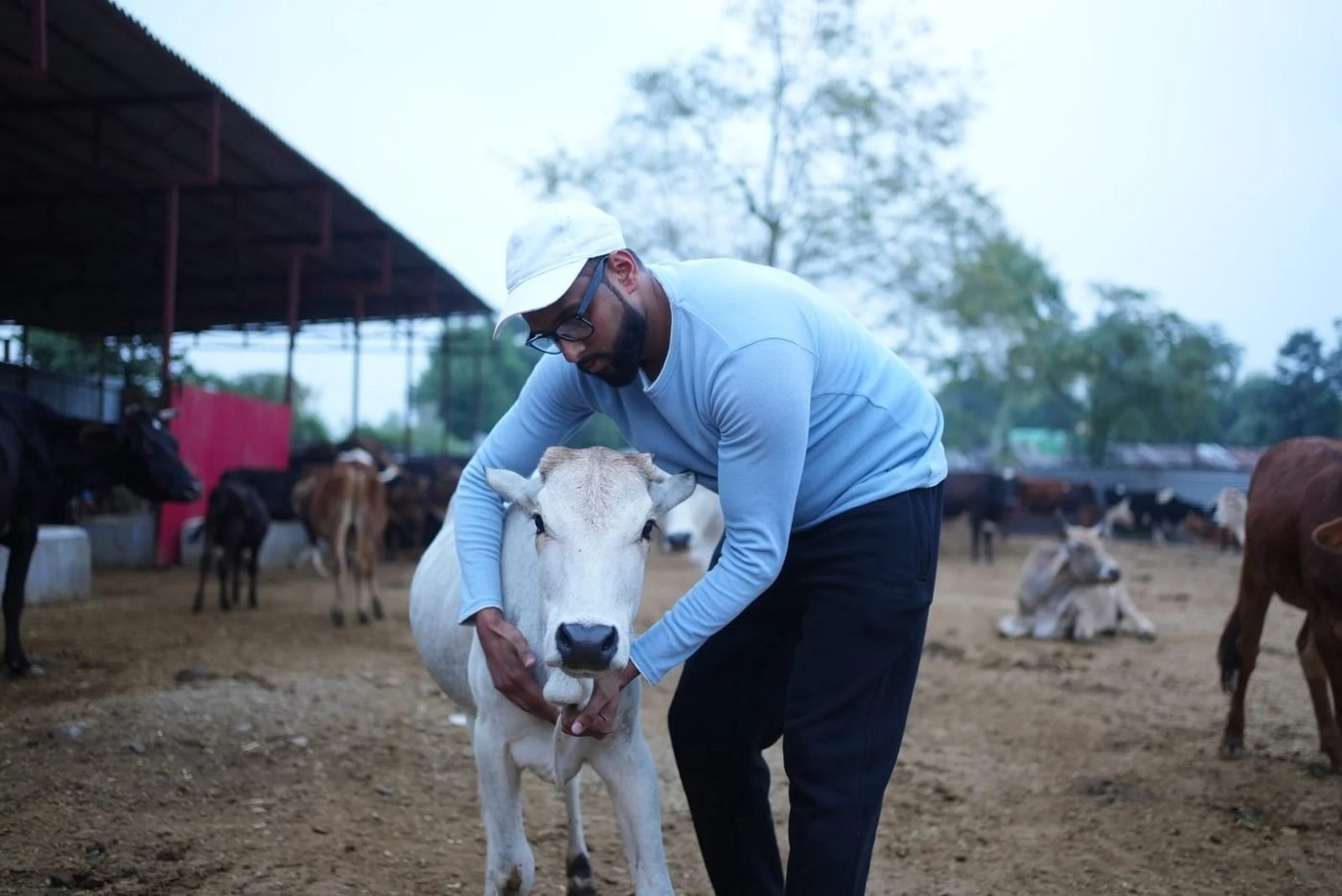 A rescued white calf with a caretaker