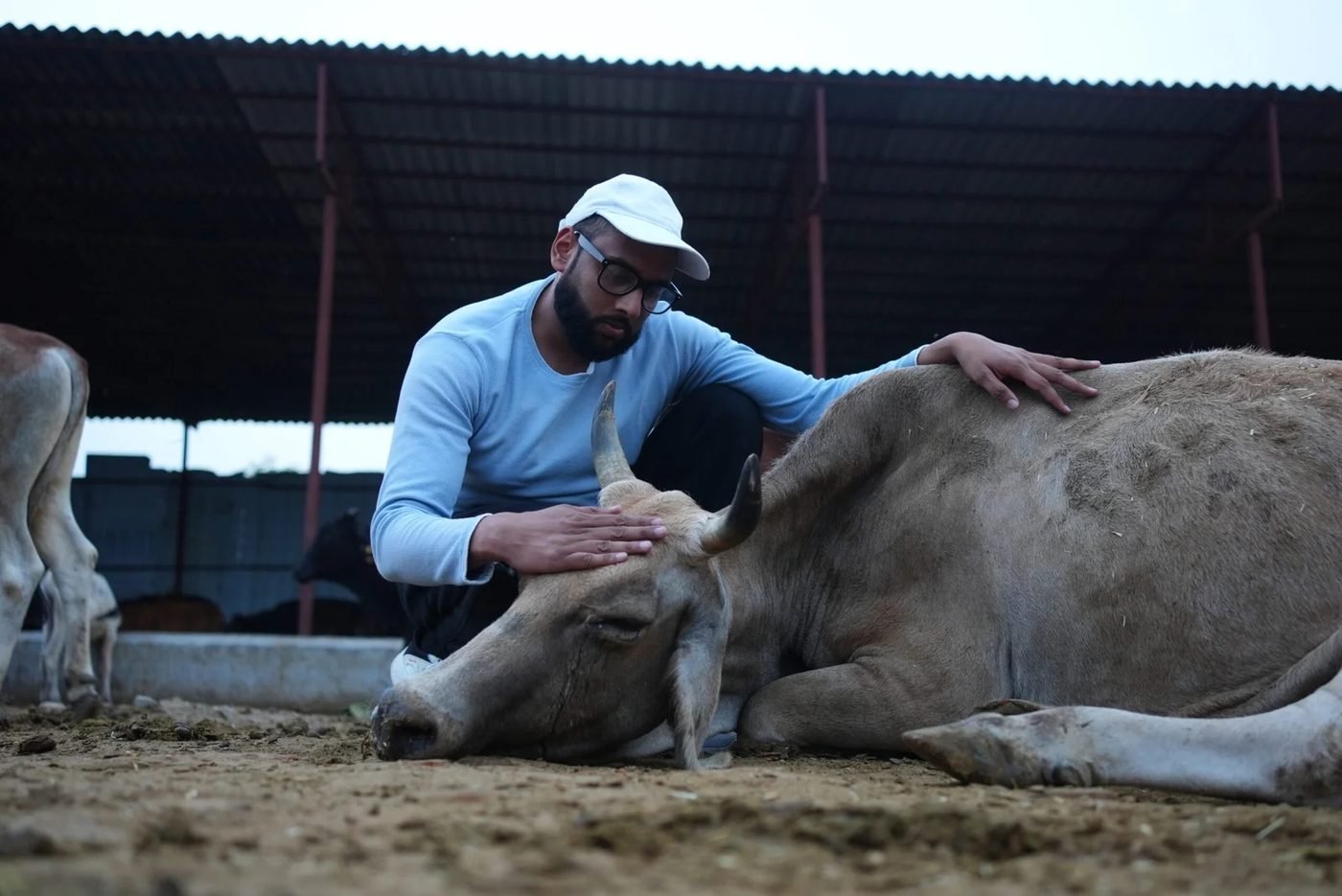 A caretaker sitting with a resting cow