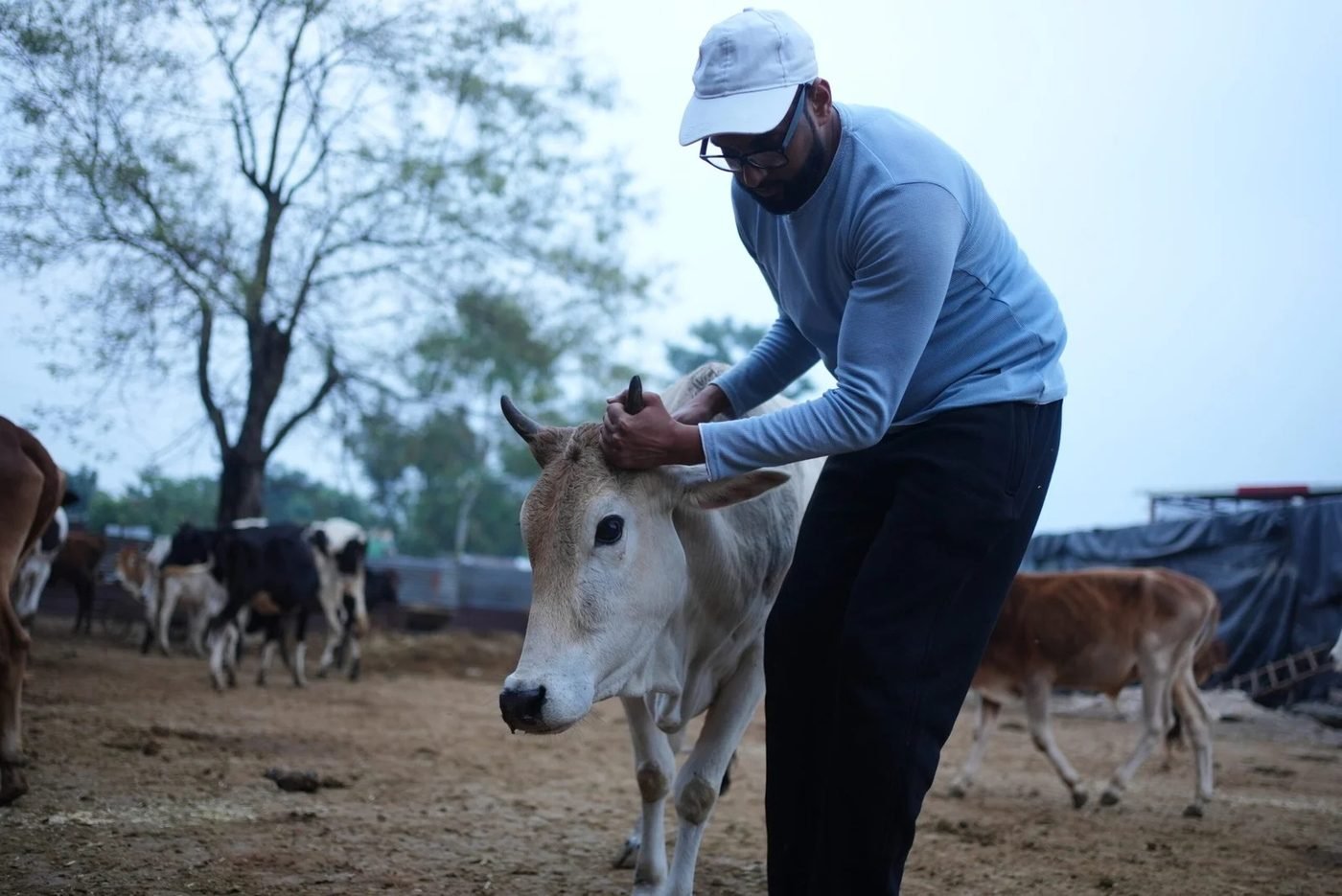 A caretaker comforting a rescued cow
