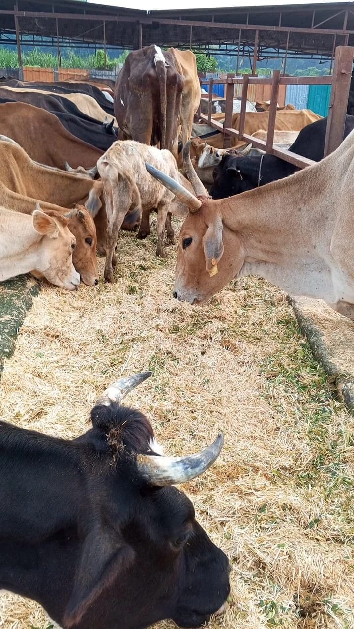 Cows feeding at the shelter