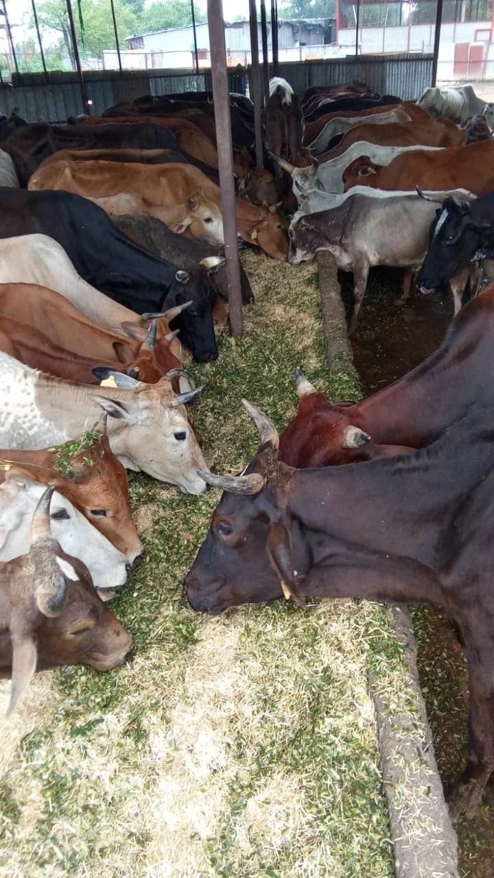The herd at their daily green feed