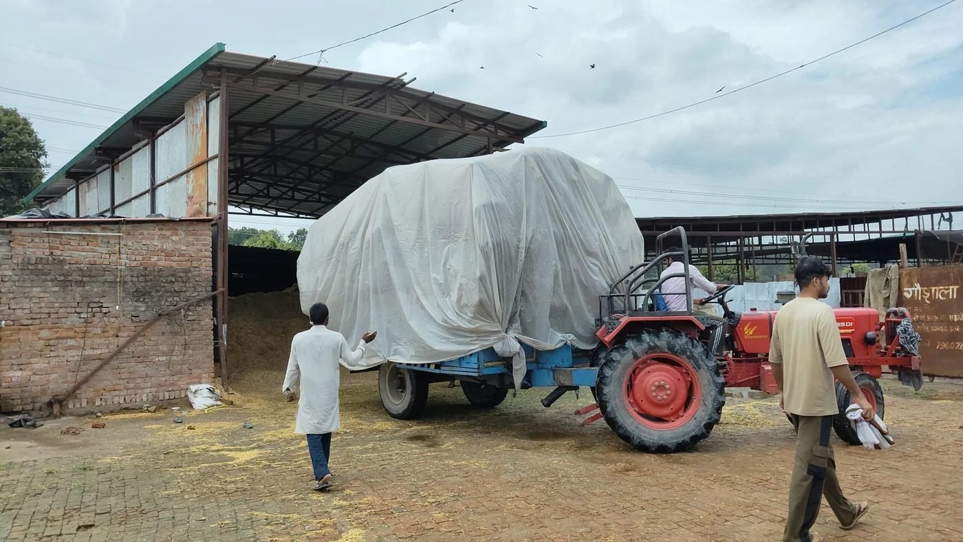 A tractor delivering fresh fodder to the goshala