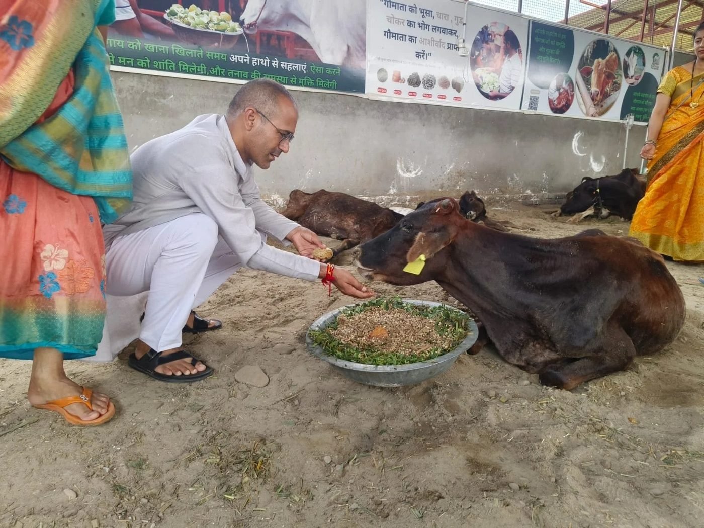 A volunteer feeding a recovering Gau Mata by hand