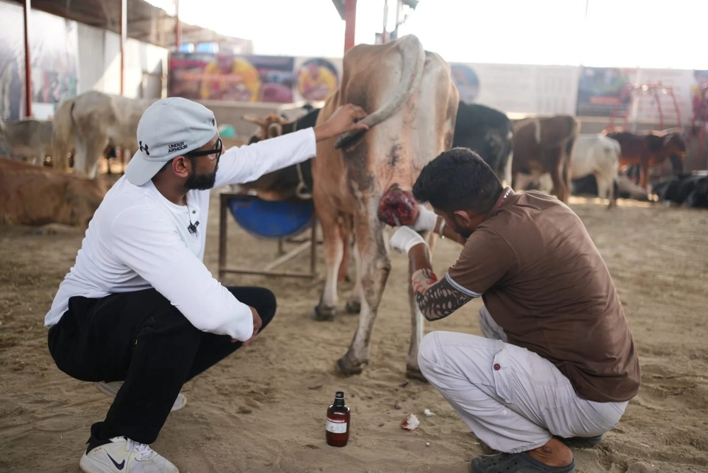 Caretakers treating an injured cow