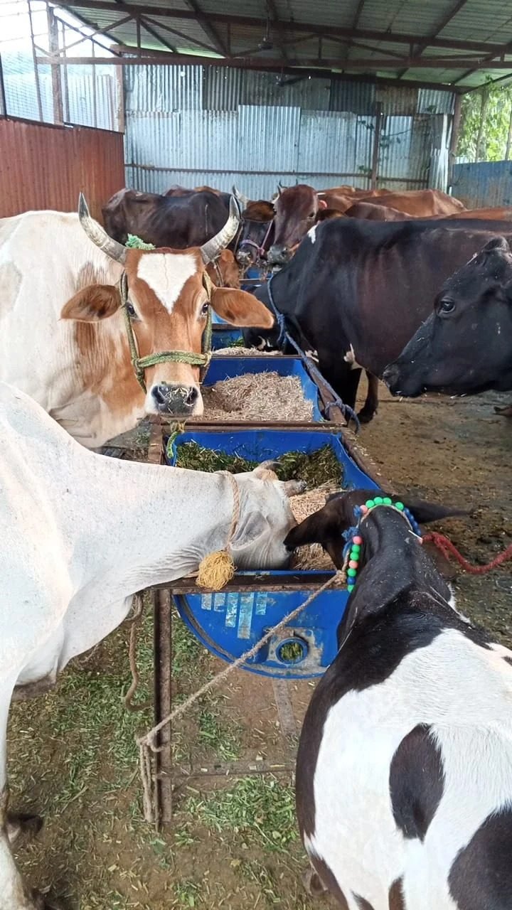 Cows at the feeding line