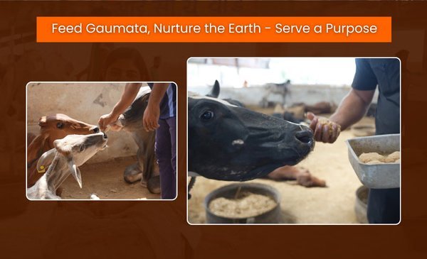 Help heal injured Gau Mata with medicine