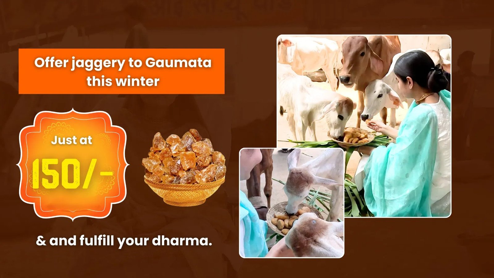 Offer jaggery to Gaumata this winter