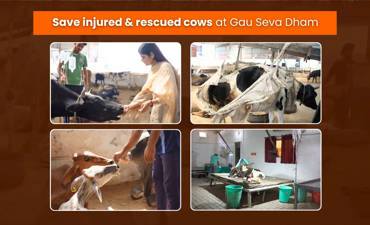 Save injured and rescued cows at the shelter